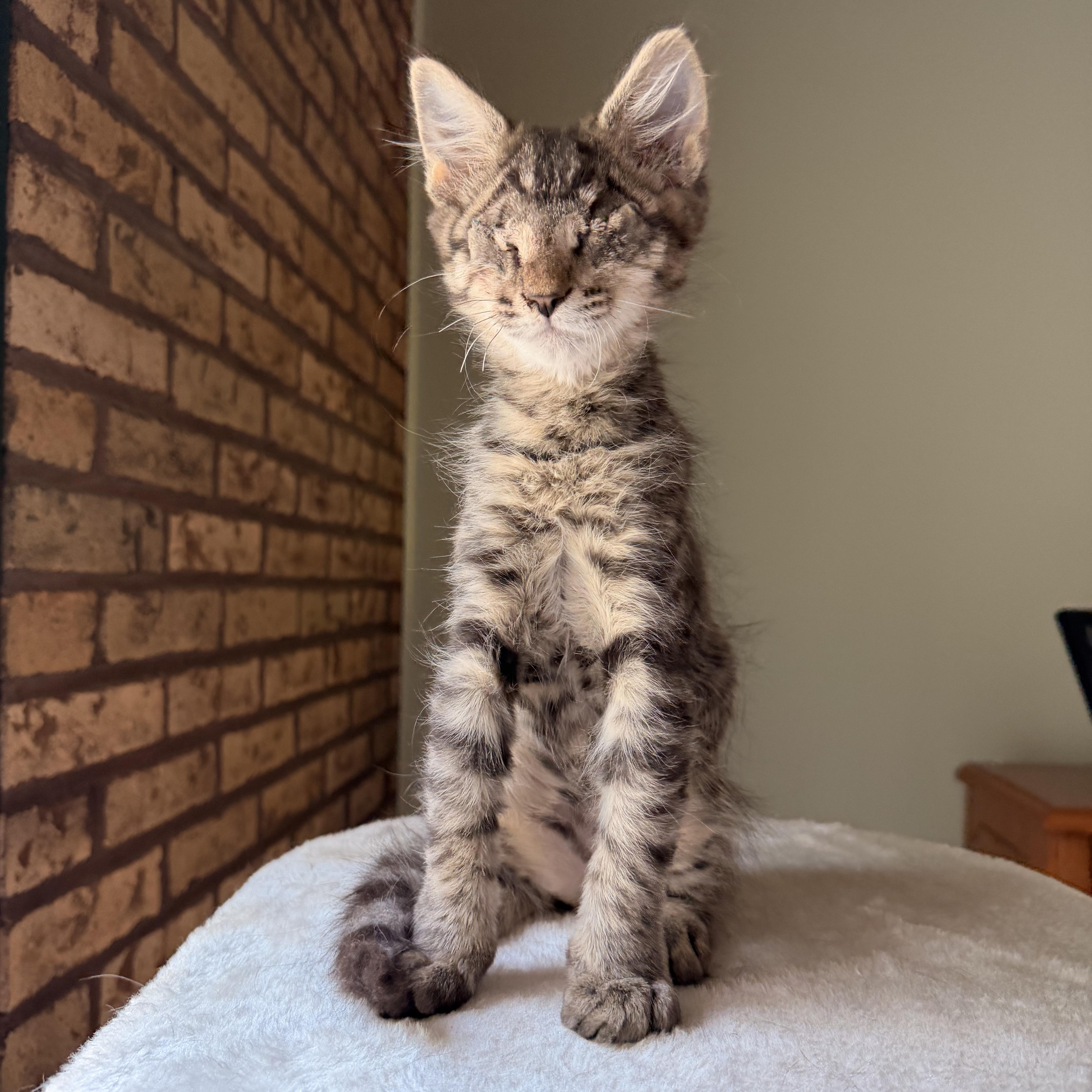 Enlarge Bart, an adopted Domestic Medium Hair in Scranton, PA image 4/5