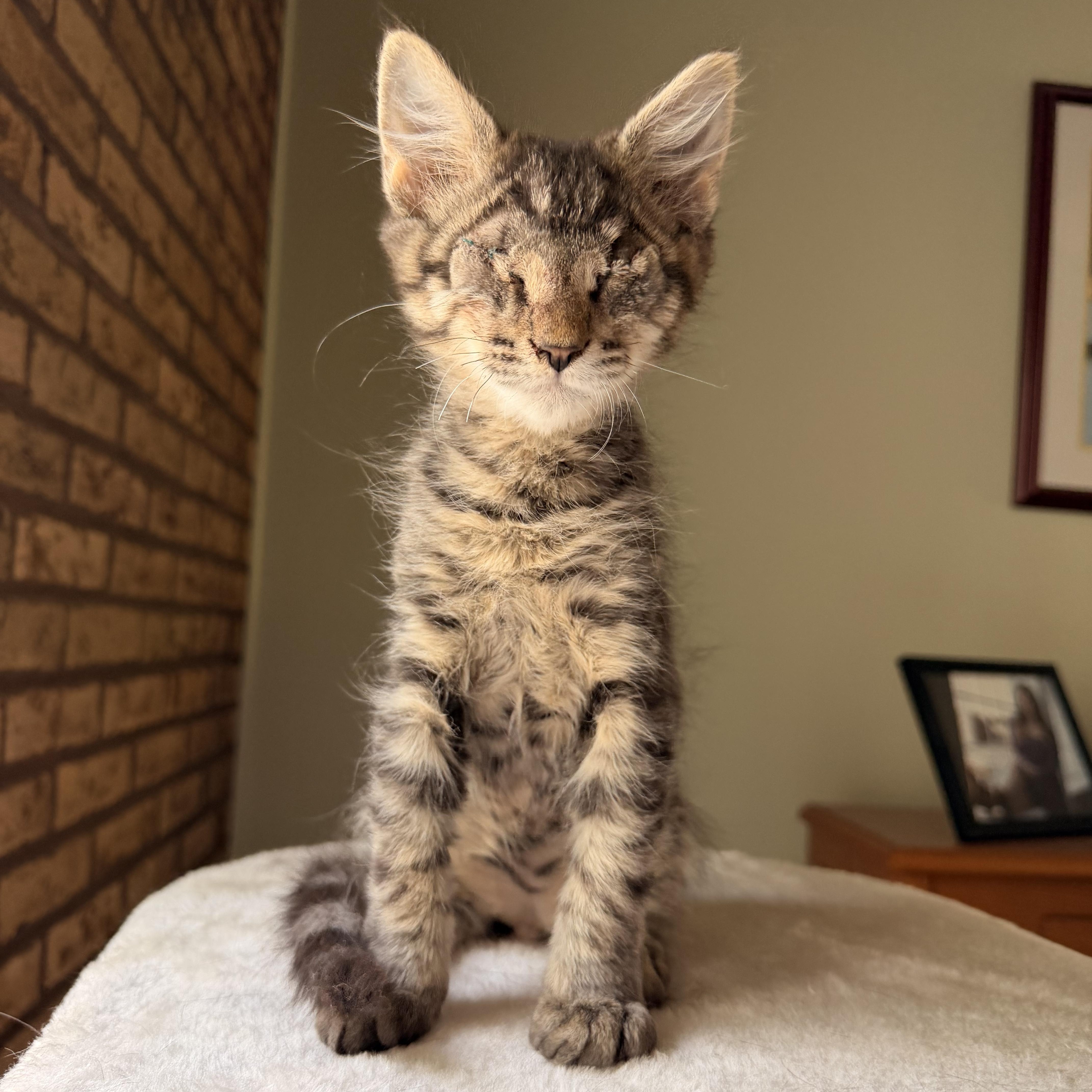 Bart, adopted, Kitten Male Domestic Medium Hair.