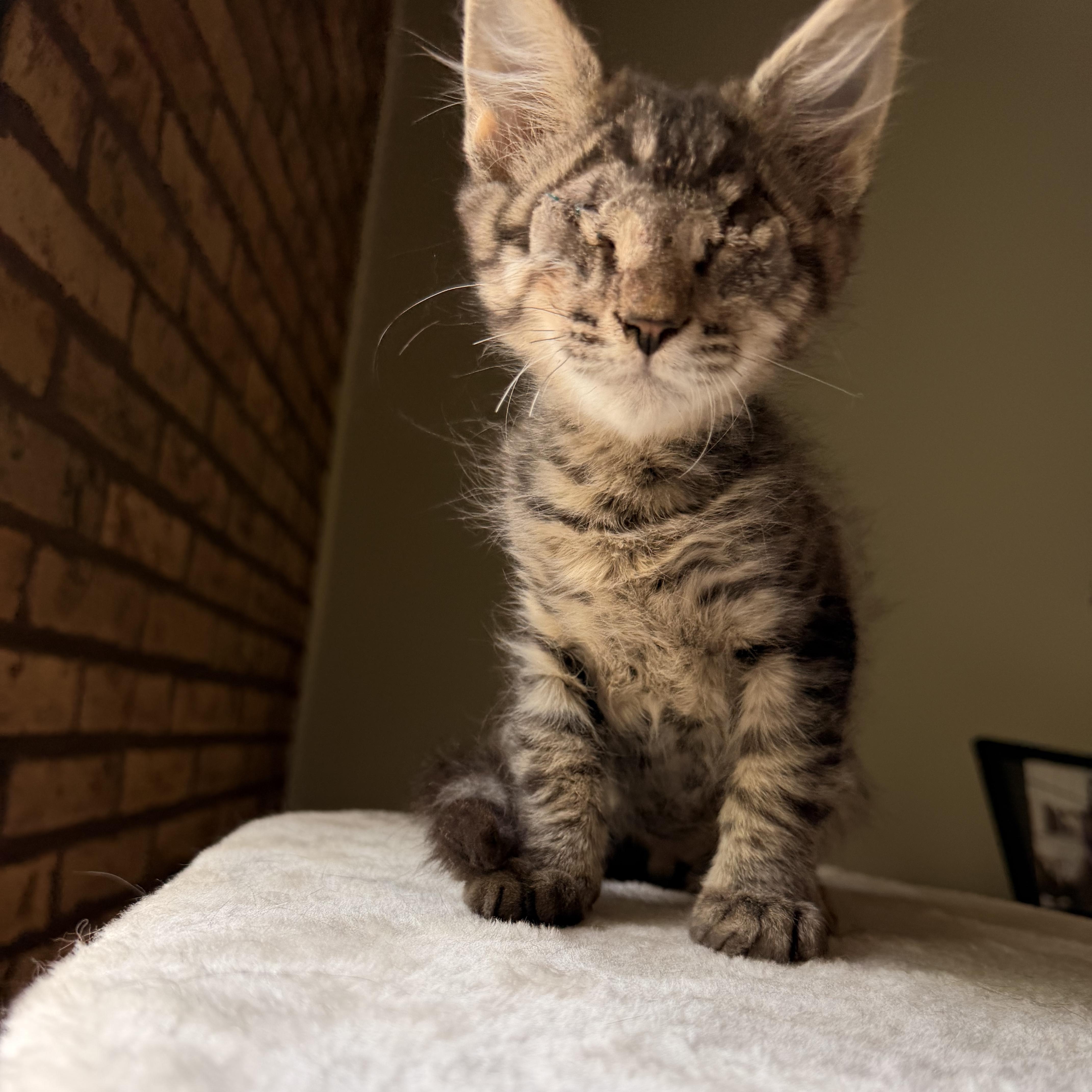 Enlarge Bart, an adopted Domestic Medium Hair in Scranton, PA image 5/5