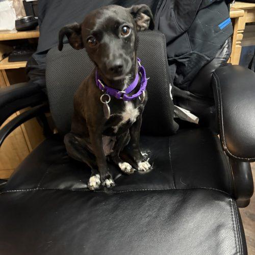 Enlarge Bailey, a Adoptable mixed breed in Fishers, IN image 1/4