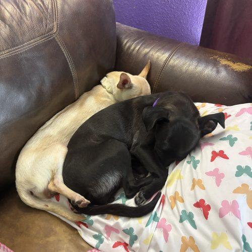 Enlarge Bailey, a Adoptable mixed breed in Fishers, IN image 2/4