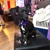 Enlarge Bailey, a Adoptable mixed breed in Fishers, IN image 3/4