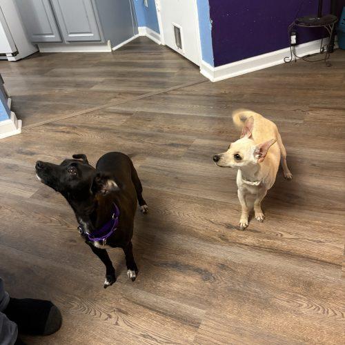 Enlarge Bailey, a Adoptable mixed breed in Fishers, IN image 4/4