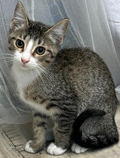 Kelsey, Adoptable, Adult Female Domestic Short Hair & Domestic Short Hair.