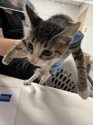 Enlarge Kelsey, a Adoptable mixed breed in Shreveport, LA image 2/2