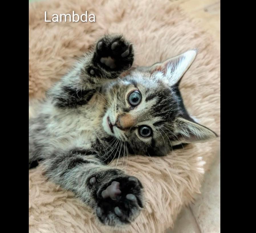 Lambda MD, adopted, Kitten Female Tabby.