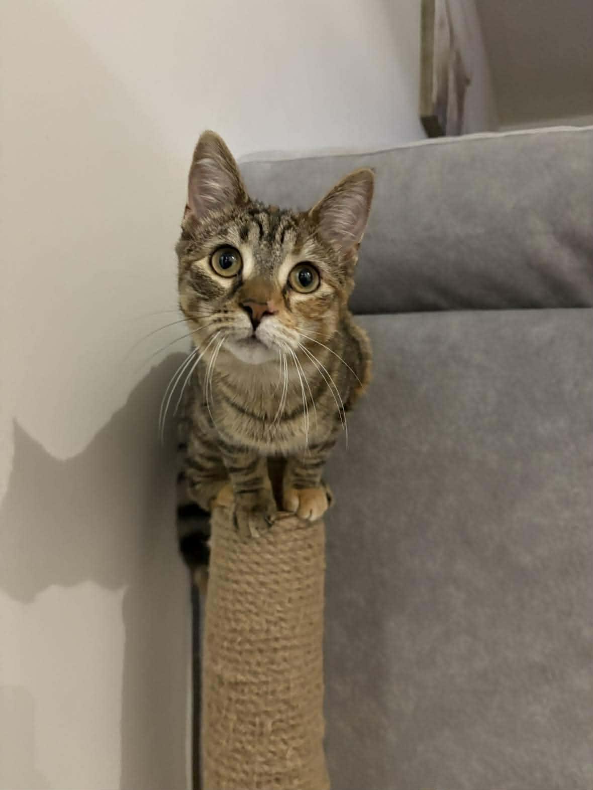 Enlarge Arizona, a ADOPTABLE Domestic Short Hair in Shakespeare, ON image 5/6