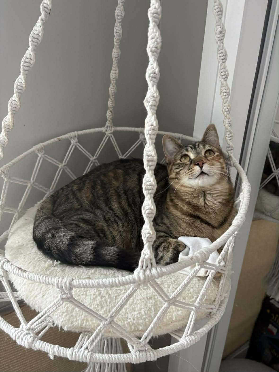 Enlarge Arizona, a ADOPTABLE Domestic Short Hair in Shakespeare, ON image 2/6