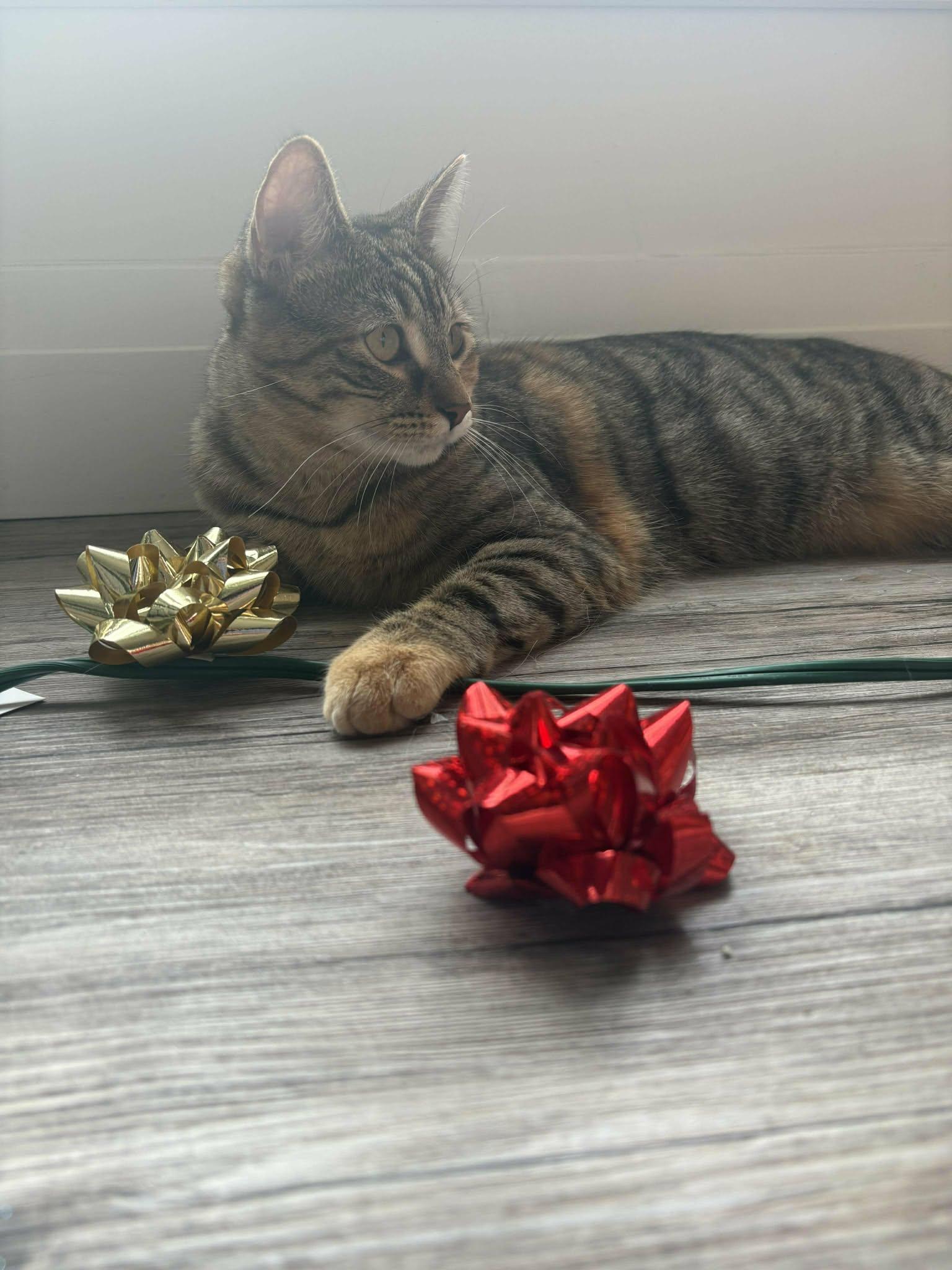 Enlarge Arizona, a ADOPTABLE Domestic Short Hair in Shakespeare, ON image 6/6