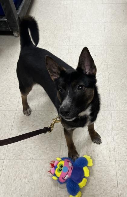 Enlarge Toto, a ADOPTABLE Mixed Breed in Woodstock, IL image 2/3