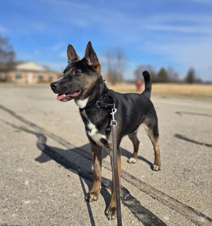 Enlarge Toto, a ADOPTABLE Mixed Breed in Woodstock, IL image 3/3