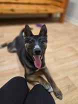 Enlarge Toto, a ADOPTABLE Mixed Breed in Woodstock, IL image 3/3