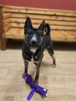 Enlarge Toto, a ADOPTABLE Mixed Breed in Woodstock, IL image 2/3