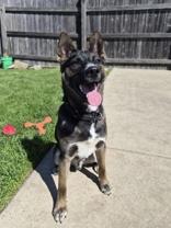 Enlarge Toto, a ADOPTABLE Mixed Breed in Woodstock, IL image 3/4