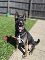 Toto, ADOPTABLE, Young Male Mixed Breed.