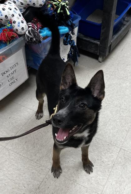 Enlarge Toto, a ADOPTABLE Mixed Breed in Woodstock, IL image 1/3