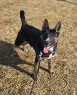 Toto, ADOPTABLE, Young Male Mixed Breed.