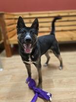 Toto, ADOPTABLE, Young Male Mixed Breed.