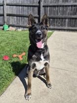 Enlarge Toto, a ADOPTABLE Mixed Breed in Woodstock, IL image 2/4