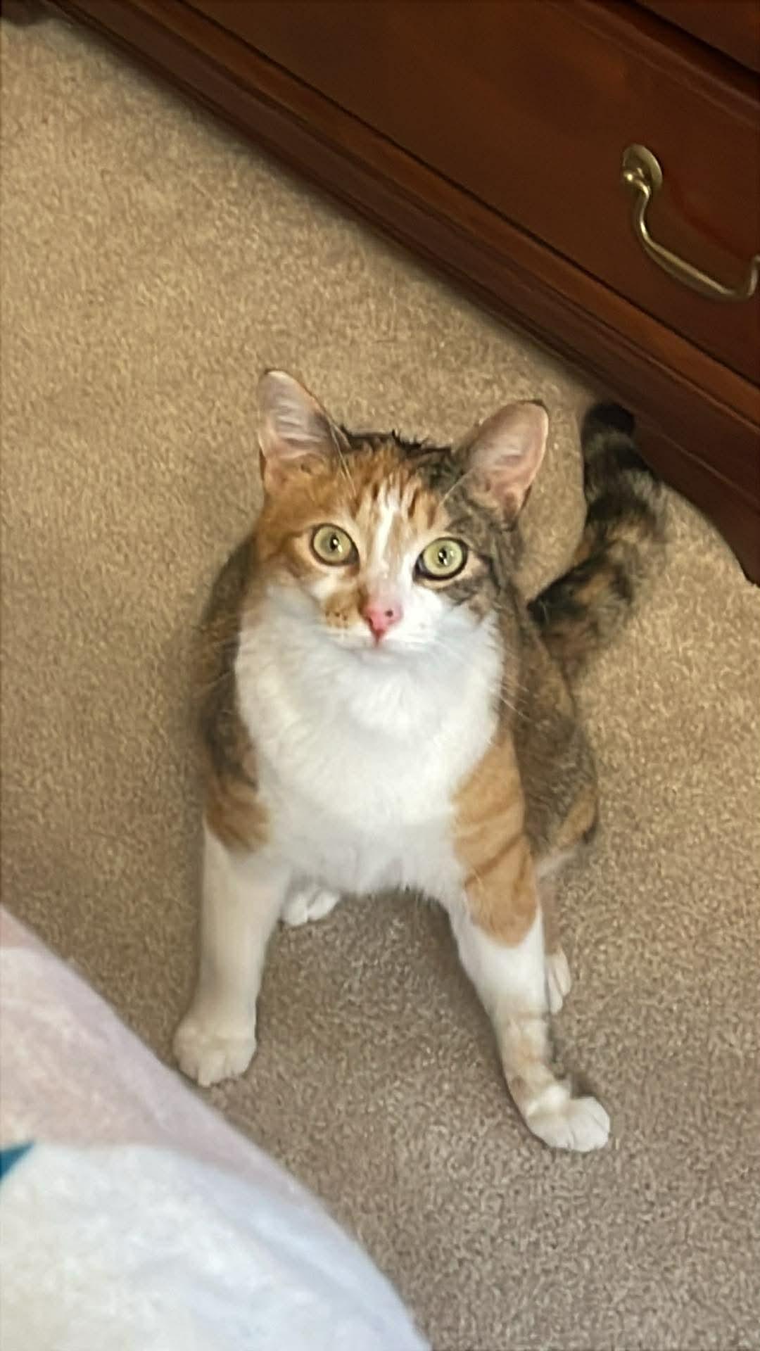 Enlarge Pecan , a Adoptable Calico in Charlotte, NC image 5/5