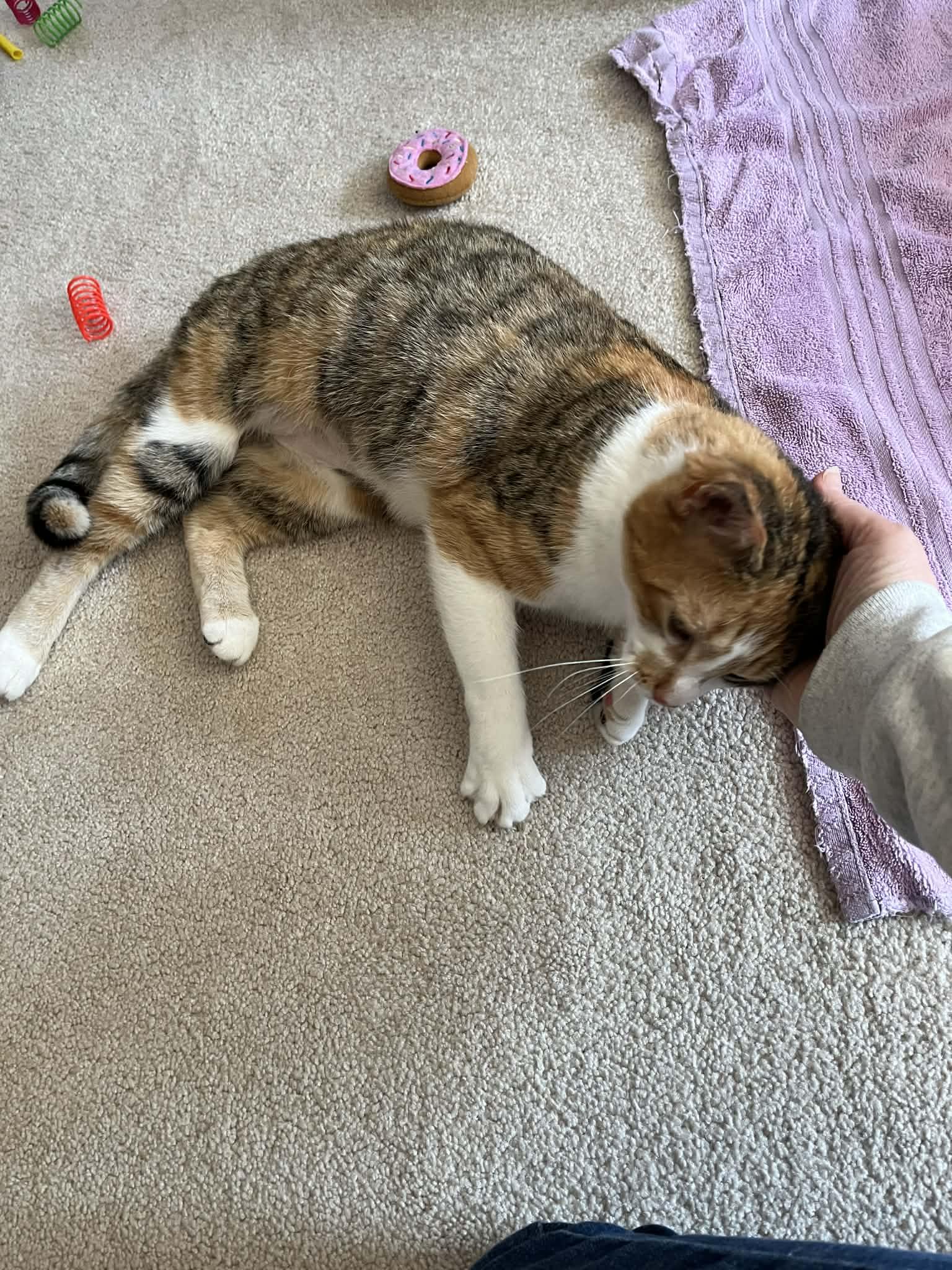 Pecan , Adoptable, Adult Female Calico.