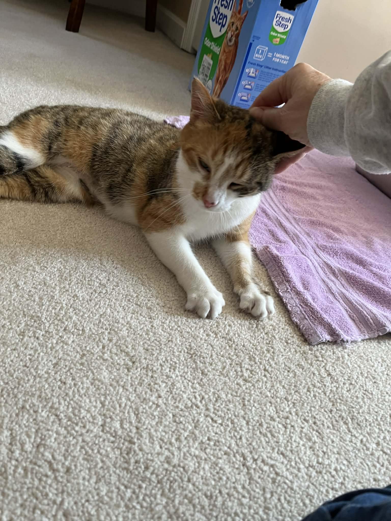 Enlarge Pecan , a Adoptable Calico in Charlotte, NC image 2/5