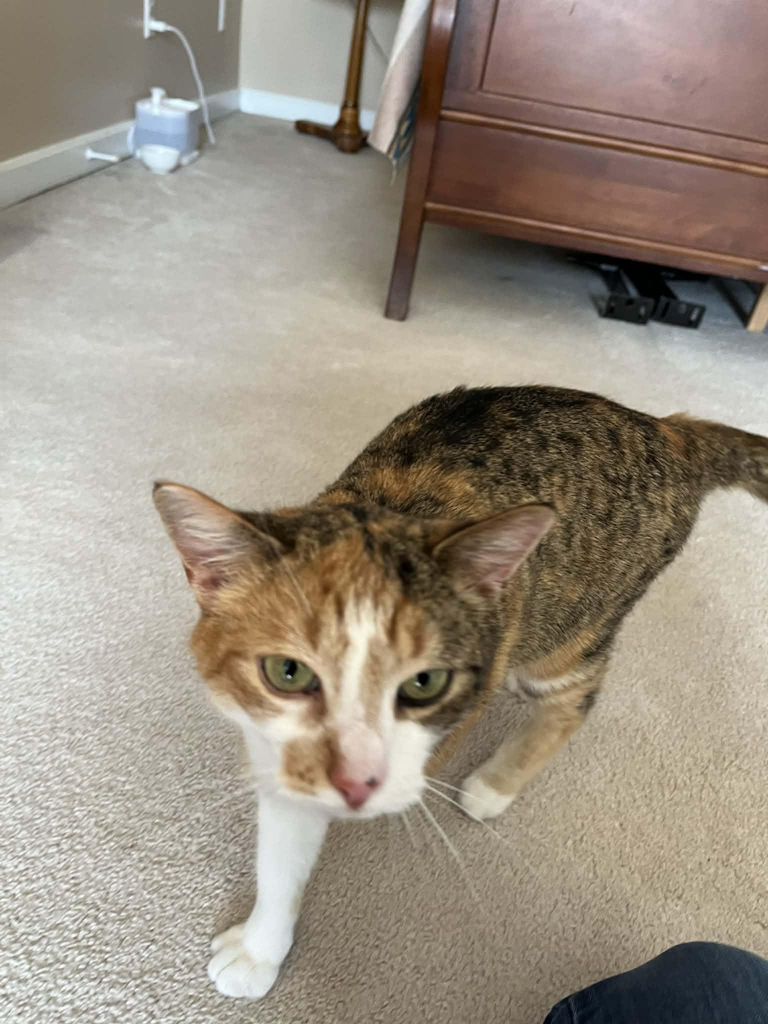 Enlarge Pecan , a Adoptable Calico in Charlotte, NC image 3/5