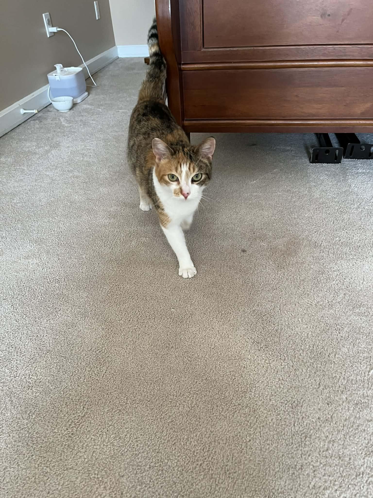 Enlarge Pecan , a Adoptable Calico in Charlotte, NC image 4/5