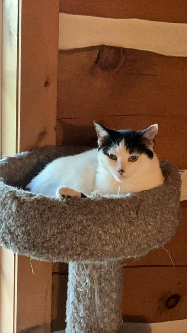 Enlarge Soraya, a Adoptable Domestic Short Hair in Spencerville, ON image 6/6