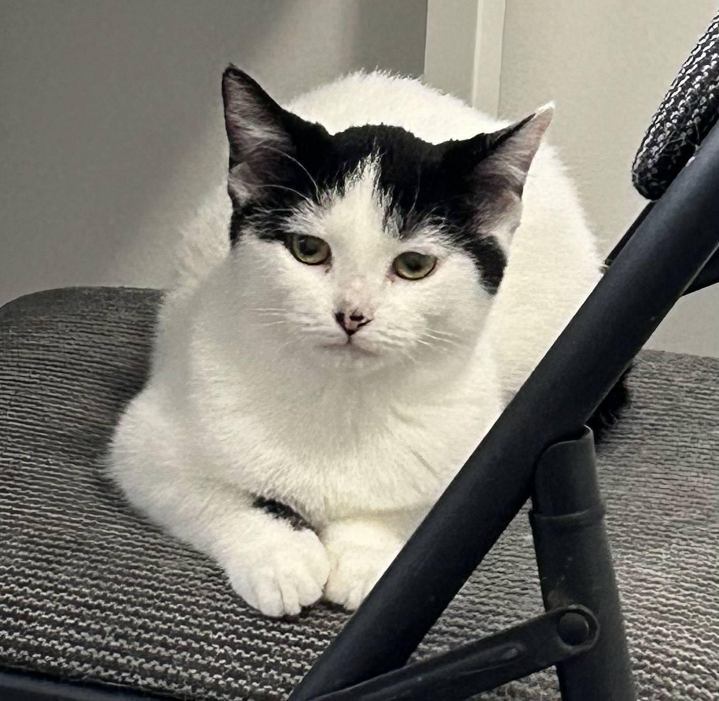 Enlarge Soraya, a Adoptable Domestic Short Hair in Spencerville, ON image 1/4