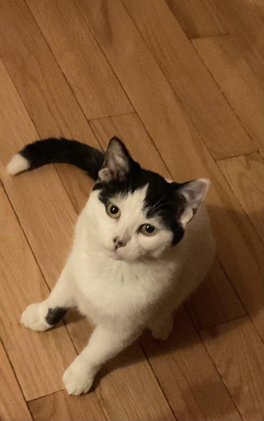 Soraya, Adoptable, Young Female Domestic Short Hair.