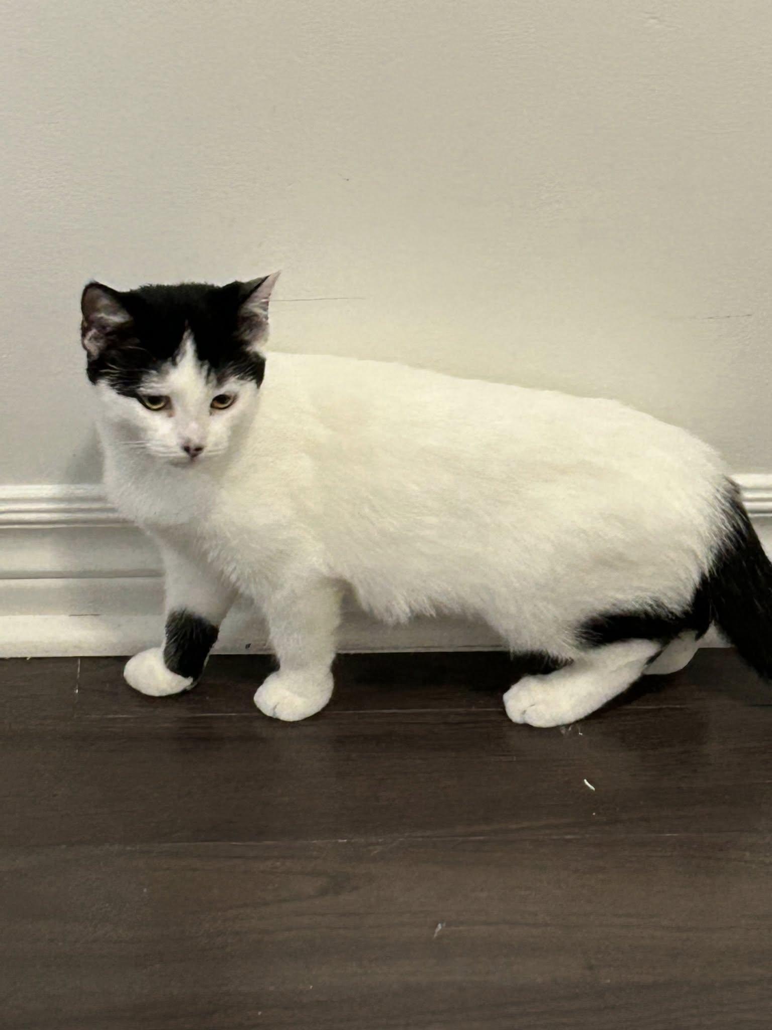 Enlarge Soraya, a Adoptable Domestic Short Hair in Spencerville, ON image 2/4