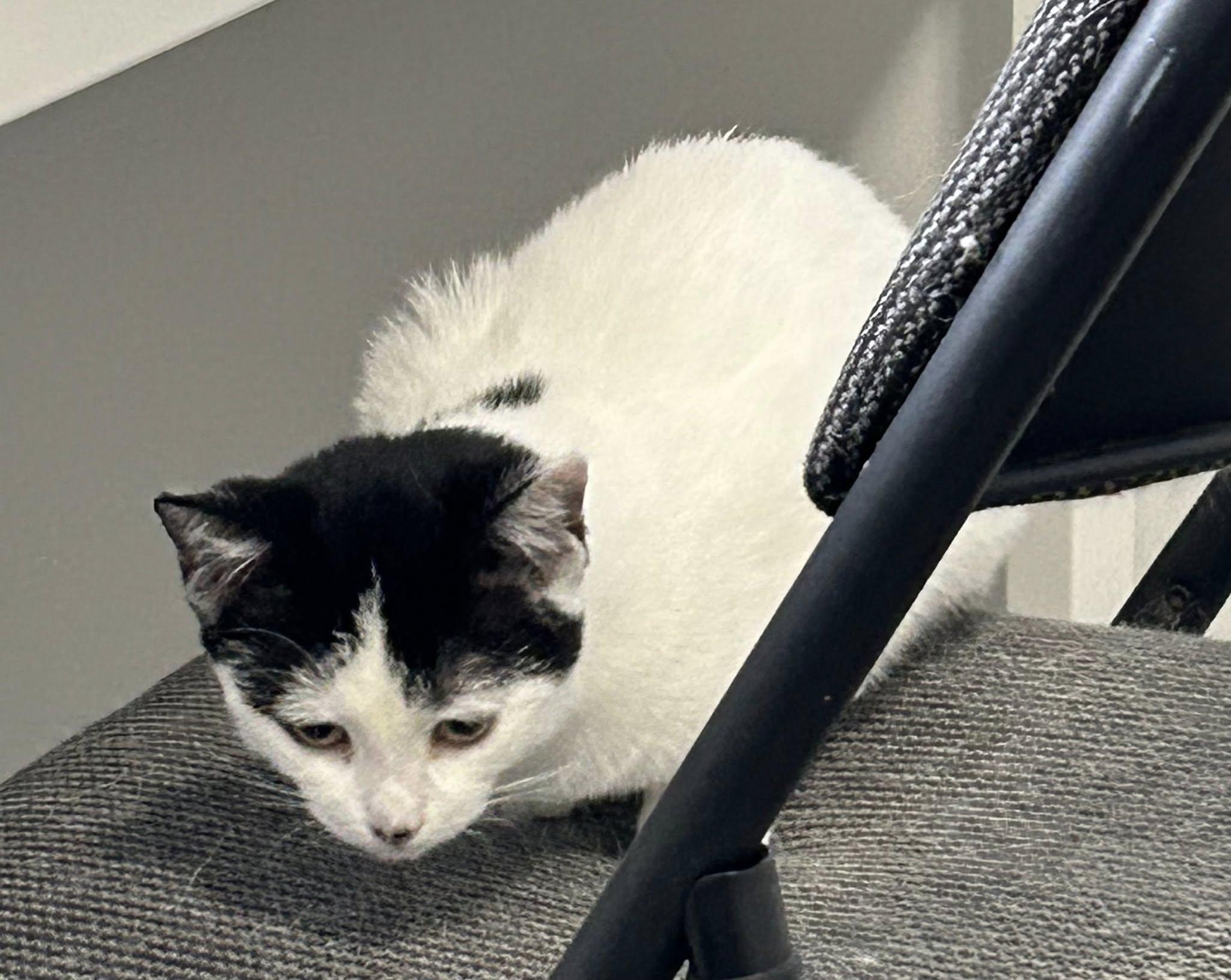 Enlarge Soraya, a Adoptable Domestic Short Hair in Spencerville, ON image 3/4