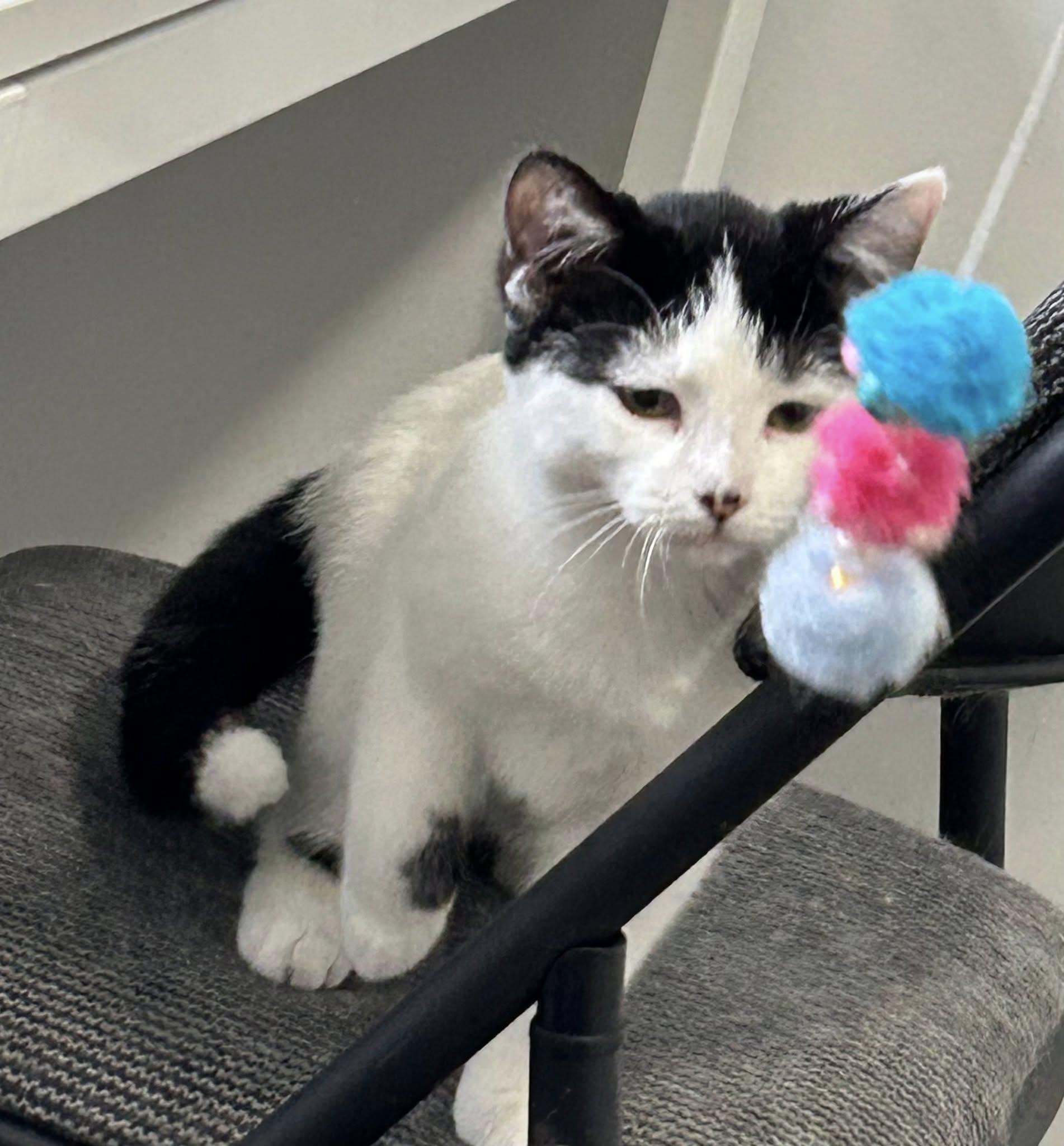 Enlarge Soraya, a Adoptable Domestic Short Hair in Spencerville, ON image 4/4