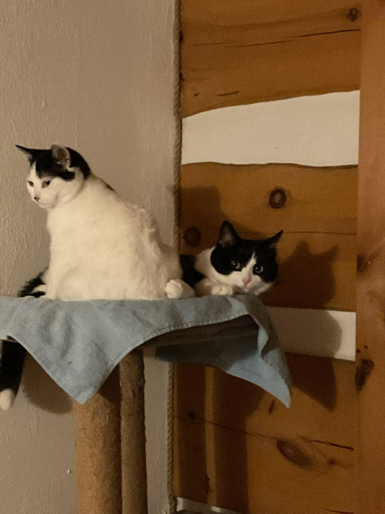 Enlarge Soraya, a Adoptable Domestic Short Hair in Spencerville, ON image 2/6