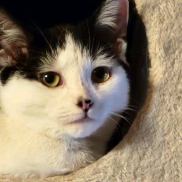 Soraya, Adoptable, Young Female Domestic Short Hair.