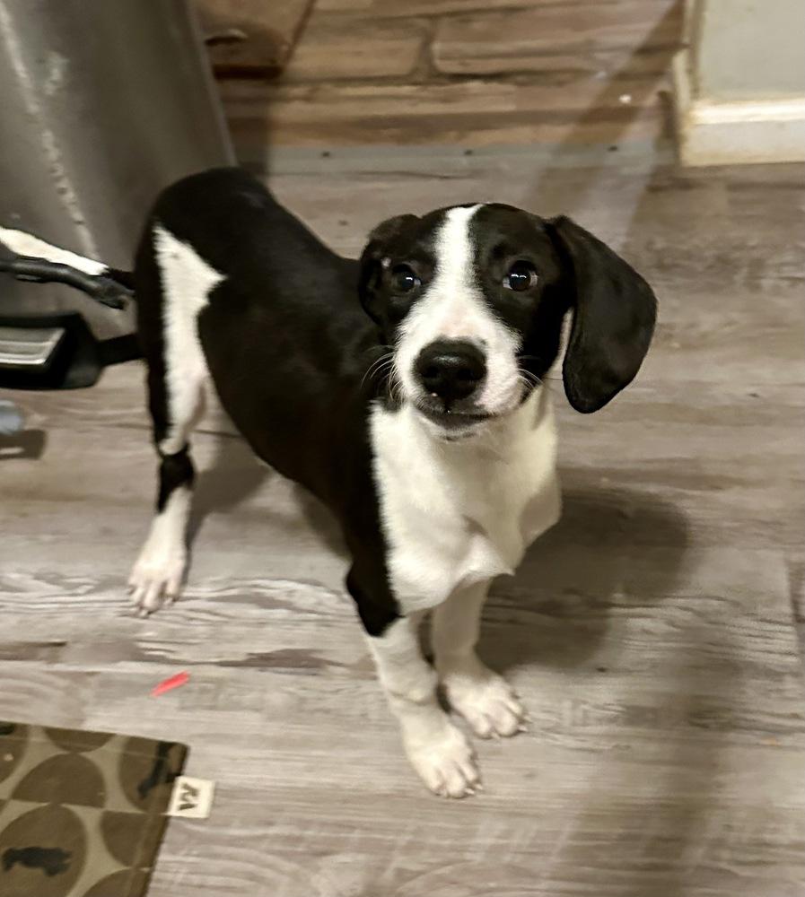 Enlarge Alex Grey, a Adoptable mixed breed in Boston, MA image 2/6