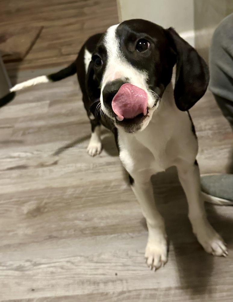 Enlarge Alex Grey, a Adoptable mixed breed in Boston, MA image 3/6