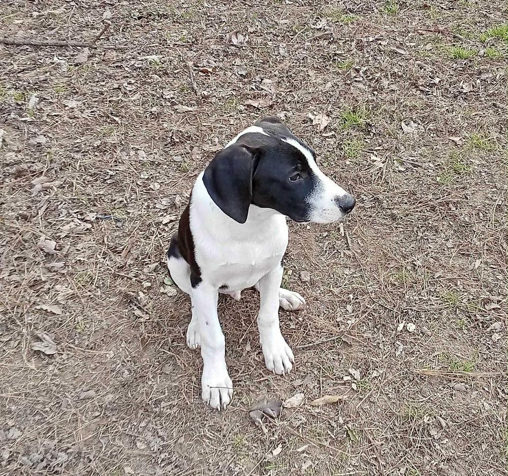 Enlarge Alex Grey, a Adoptable mixed breed in Boston, MA image 4/6