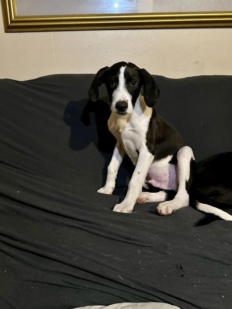 Enlarge Alex Grey, a Adoptable mixed breed in Boston, MA image 5/6