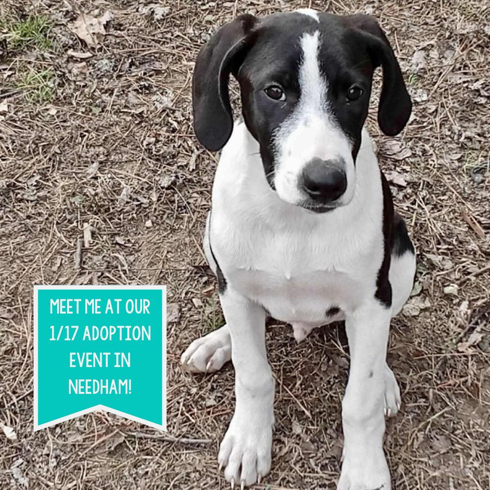 Enlarge Alex Grey, a Adoptable mixed breed in Boston, MA image 6/6