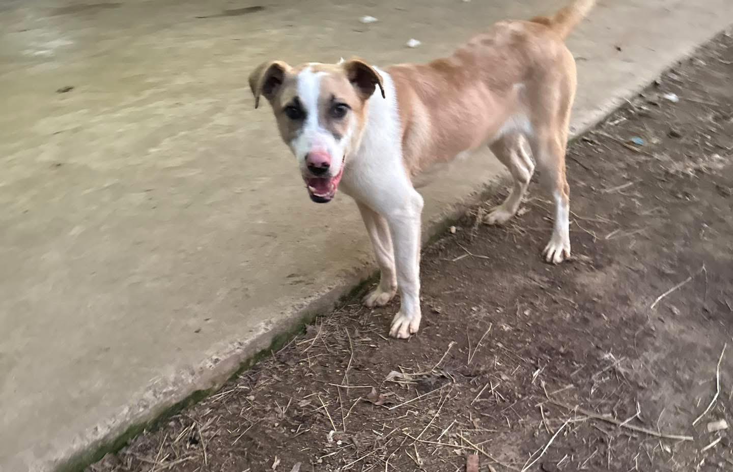 Brutus , Adoptable, Puppy Male Labrador Retriever & Hound.