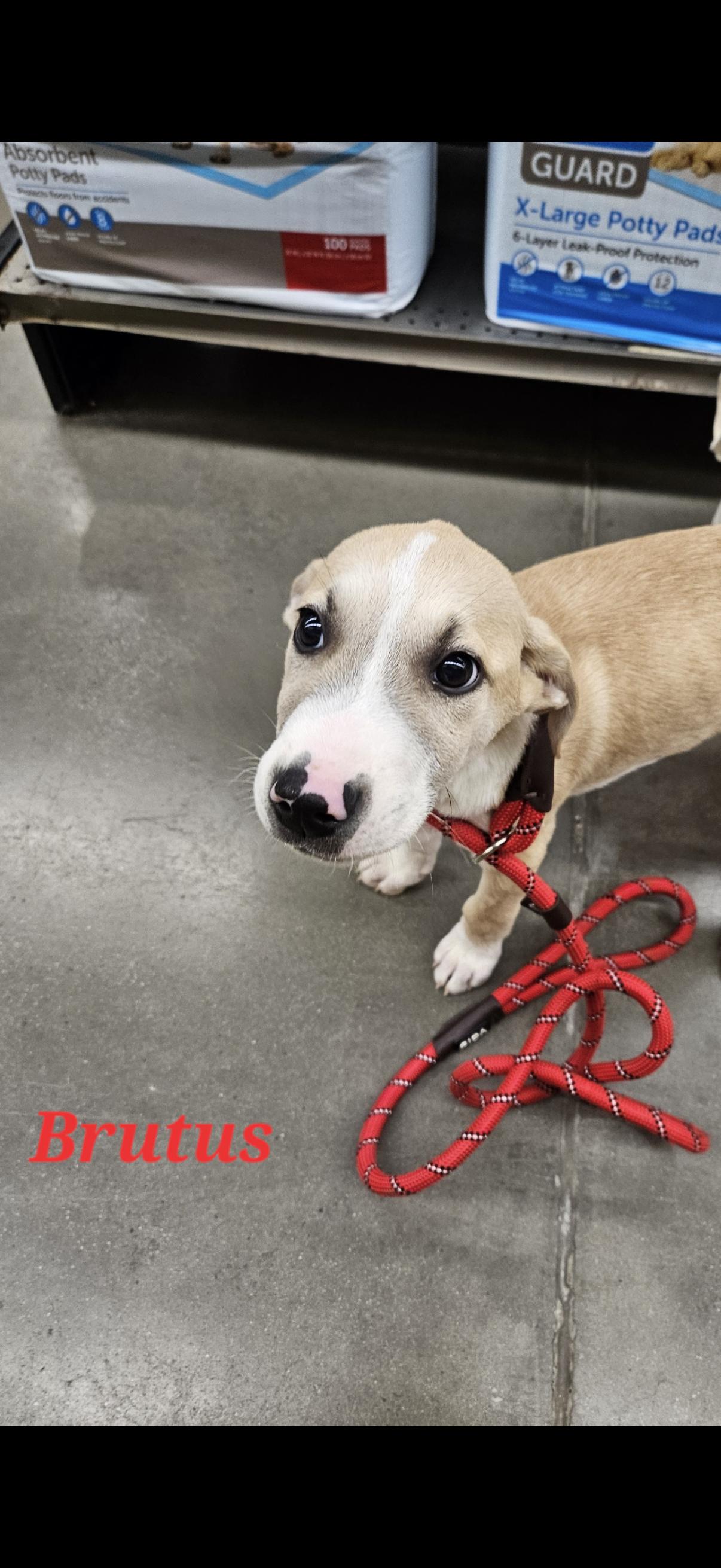 Brutus and Wimpy, a Adoptable mixed breed in Chattanooga, TN image 1/2