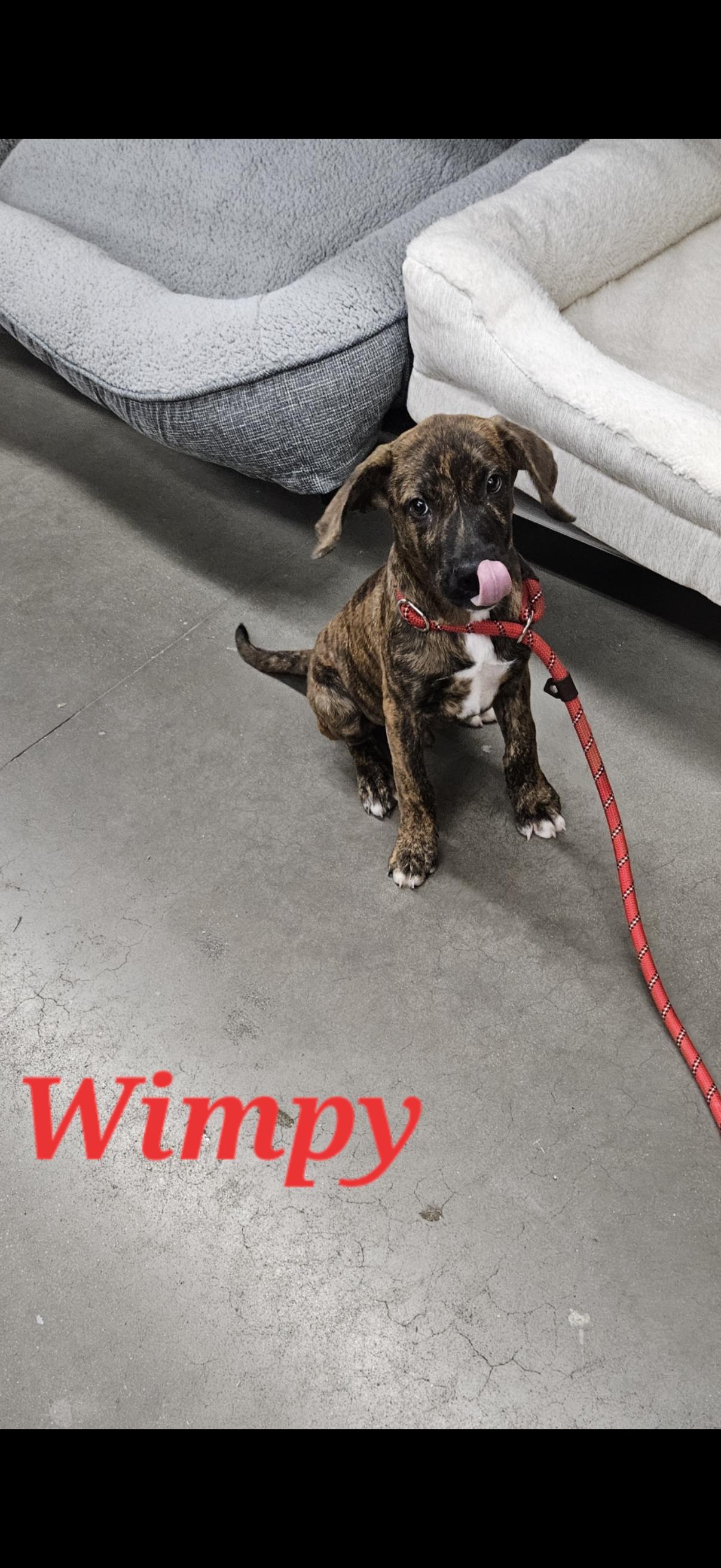 Brutus and Wimpy