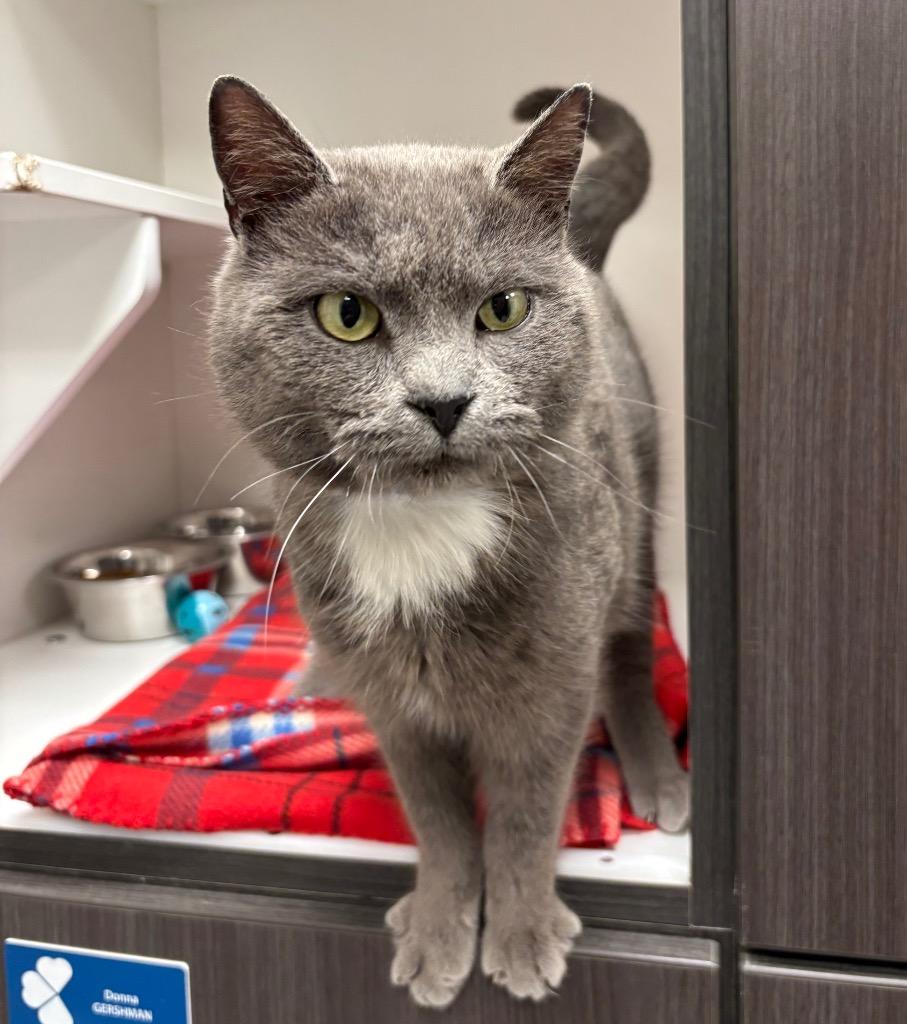 Salamando (FELV+), a ADOPTABLE Domestic Short Hair in Frankfort, KY image 1/2