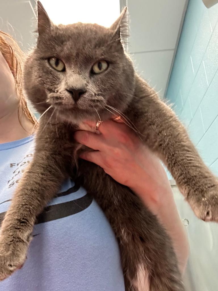 Salamando (FELV+), a ADOPTABLE Domestic Short Hair in Frankfort, KY image 2/2