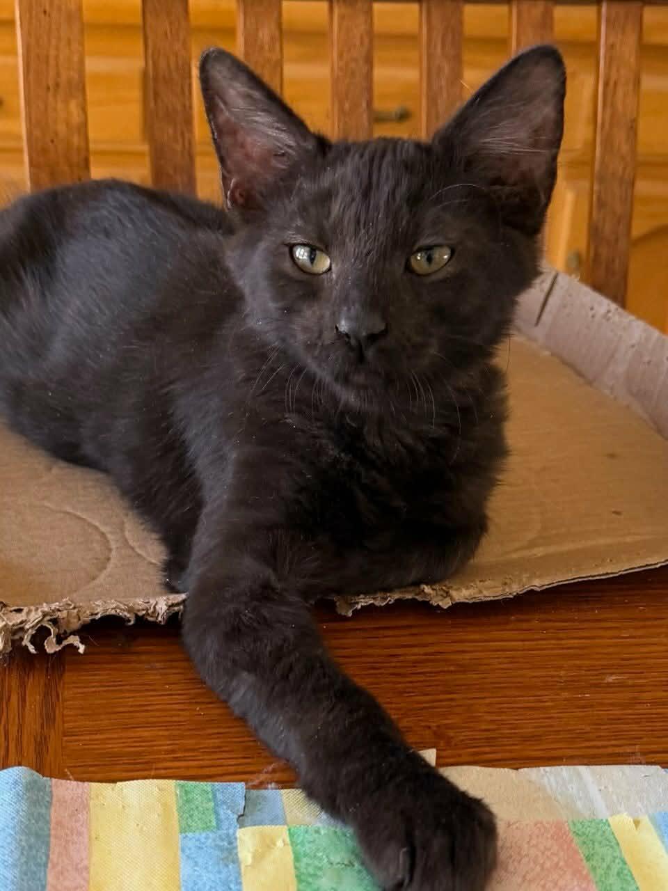 Jesse, Adoptable, Young Male Domestic Medium Hair.