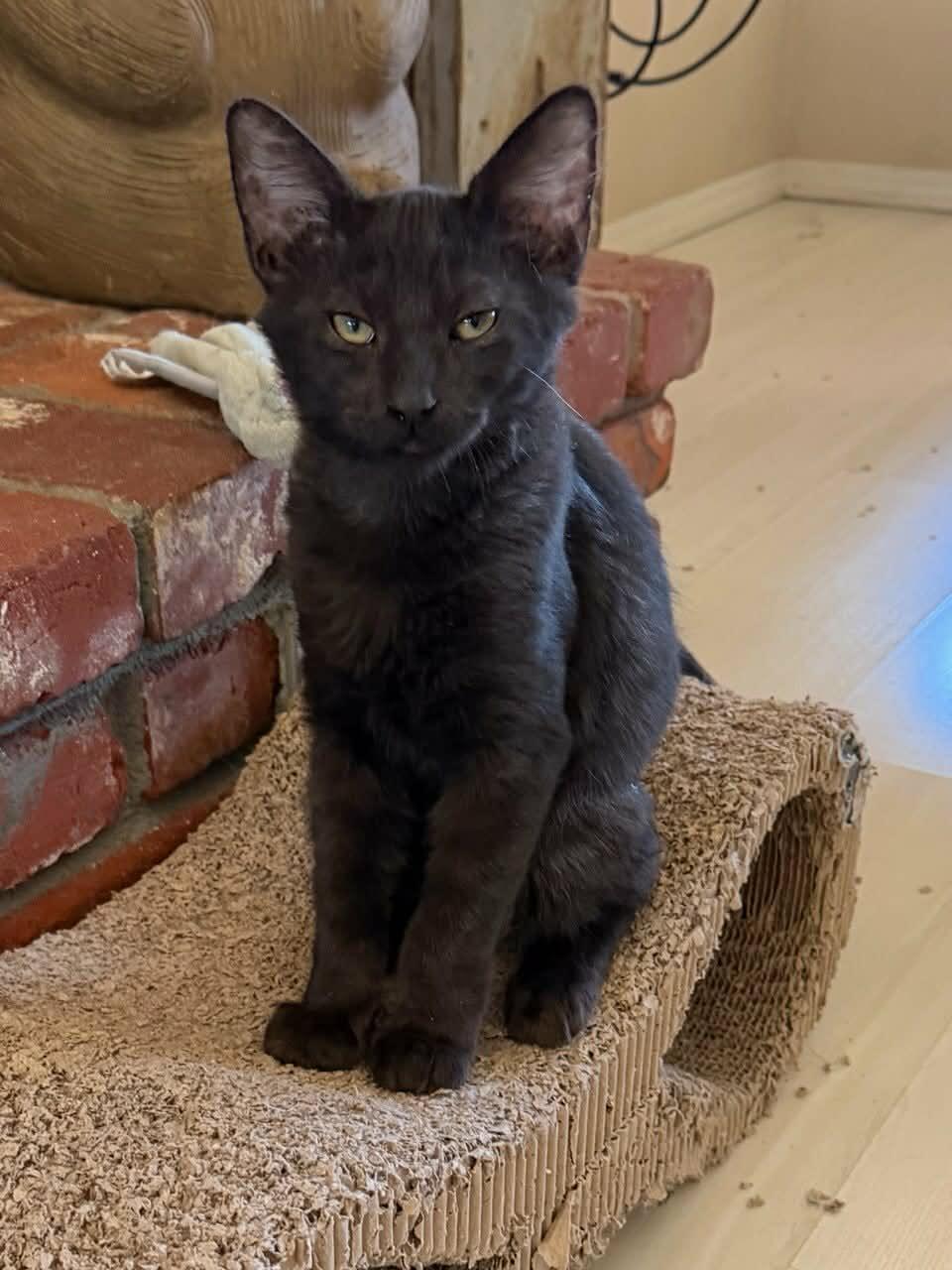 Enlarge Jesse, a Adoptable Domestic Medium Hair in Parlier, CA image 2/4