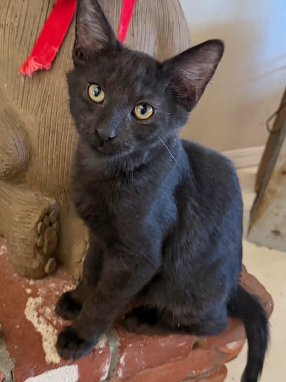 Enlarge Jesse, a Adoptable Domestic Medium Hair in Parlier, CA image 3/4