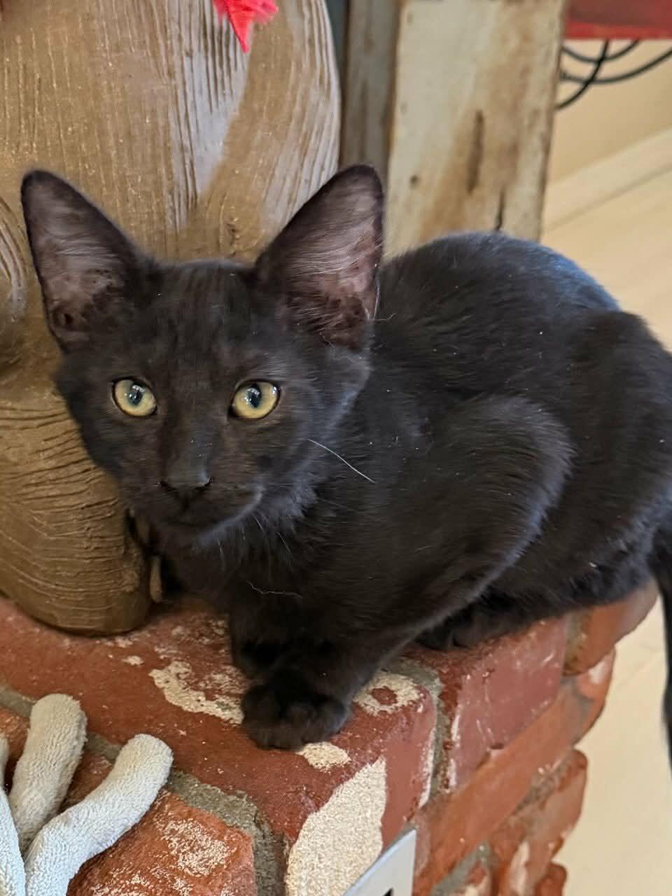 Enlarge Jesse, a Adoptable Domestic Medium Hair in Parlier, CA image 4/4